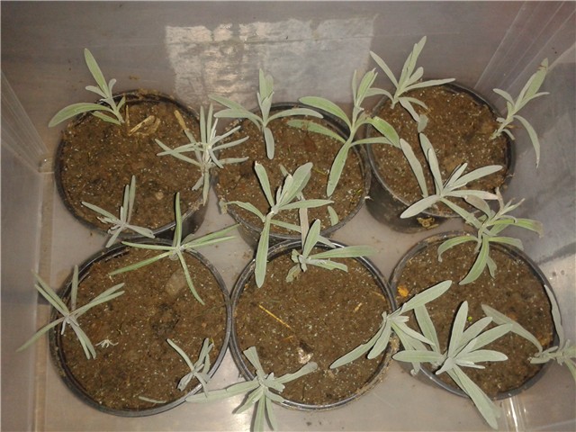 Lavanda